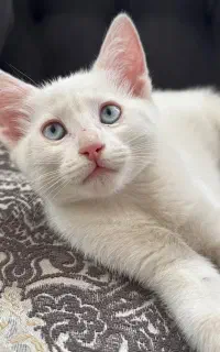 گربه نژاد دار