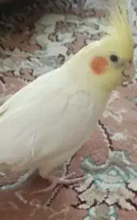 عروس هلندی گمشده
