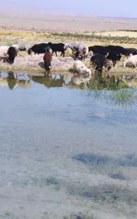 بره نر