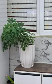 گل وگیاه