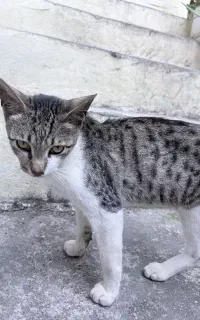 واگذاری گربه نر