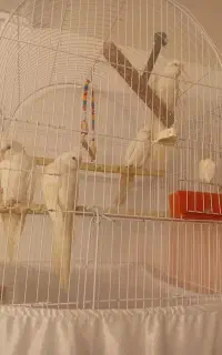 عروس هلندی