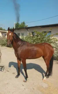 مادیان عرب خالص