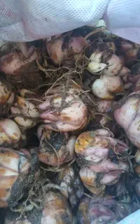 انواع پیاز گل