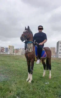 اسب نریان جوان و زیبا