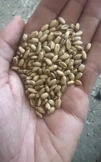 بذر گندم امریکایی hp بوجاری شده