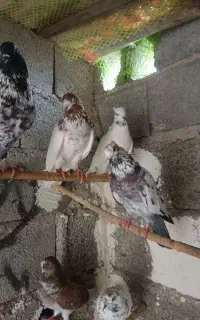 کبوتر