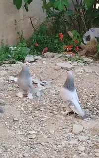 ترکیه نره ماده نرش تو فضای بسته بازی میکنه