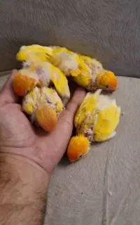 جوجه طوطی برزیلی دستی