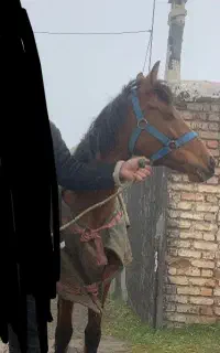 اسب مادیان  آبستن سمند