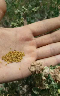 بزر یونجه درجه یک محلی گرمسیری