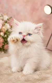 فروش گربه زیبا فقط ۸۵۰۰
