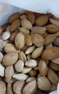 بادام تلخ