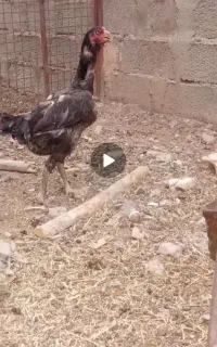 تخم لاری