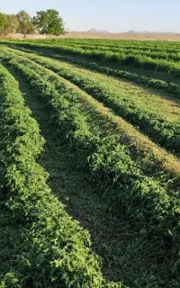 یونجه خشک