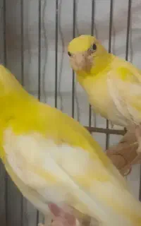 جوجه قناری زرد
