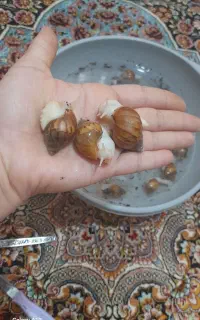 حلزون