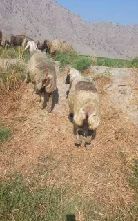 فروش ۴۰ راس میش داشتی درجه یک