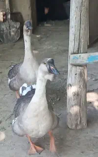 یک جفت قوغاز