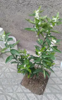 خانه ویلایی ۱۷۵متر خیابان رازی