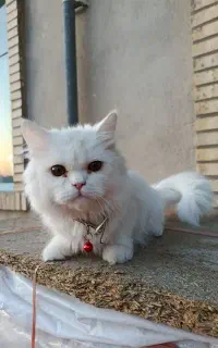 با سلام گربه ۶ماهه پرشین نر قیمت ۶۵۰۰
