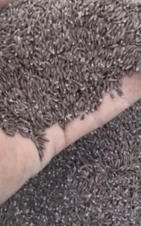 بزرک