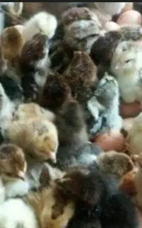 جوجه گلپایگان