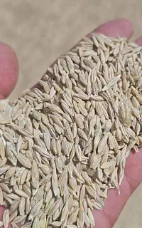 کاه گندم نرمو باکیفیت