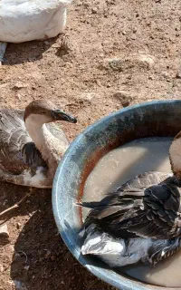 4عددغوغاز جوان