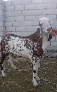 بزنر
