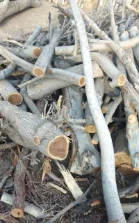 خریدار چوب درخت
