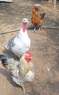 فروش مرغ جوجه