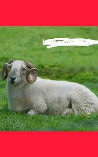 فروش قربانی با قصاب بصورت تلفنی