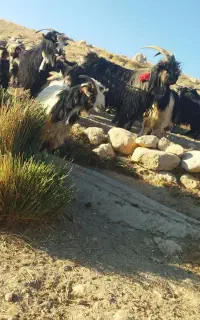 گله بز