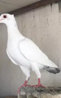 کبوتر کاکلی درجه یک