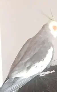 گمشده