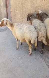 ۳راس میش نیم گوشت