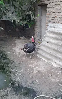 بوقلمون