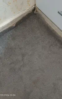 پالاز موکت