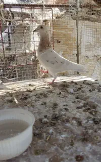 ماده.سار