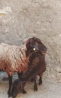 دوراس میش جوان سالم کردی