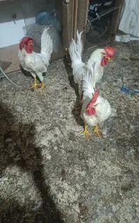 خروس زیبا