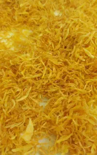 پیاز طلایی مجلسی