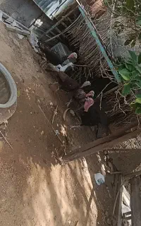فروش بوقلمون