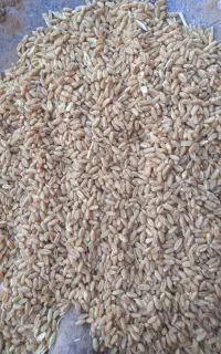 گندم بذری پایا