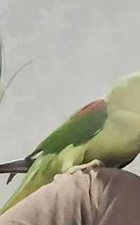 شاه طوطی ماده مست مست