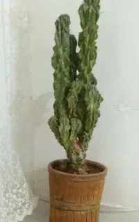 کاکتوس صخره ای