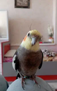 عروس هلندی گم شده