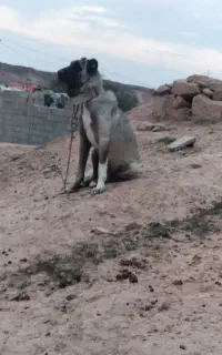 سگ ماده