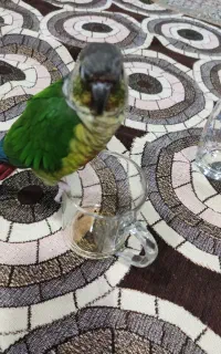 مژدگانی